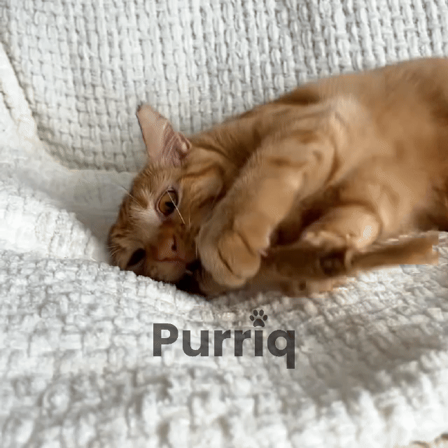 Doğal Kedi Çiğneme Çubuğu